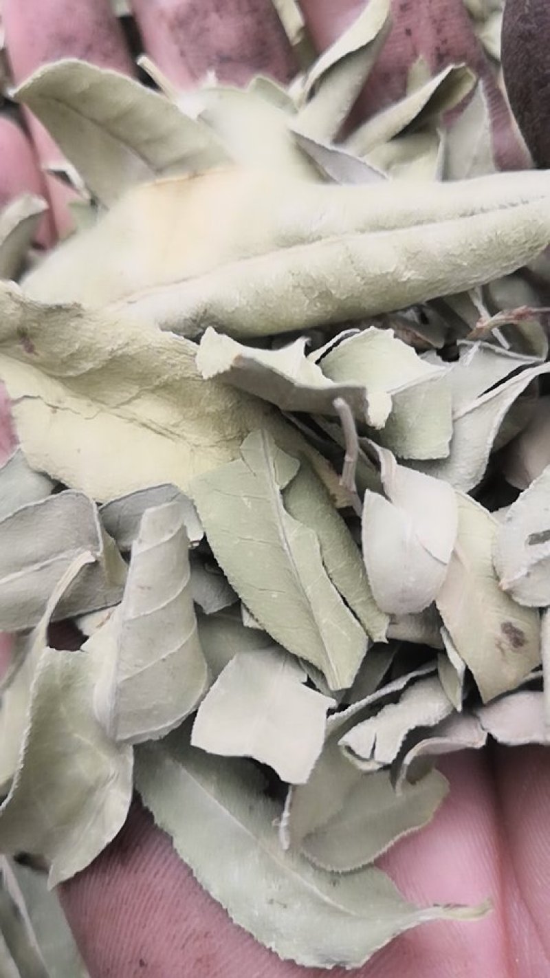 新货罗布麻叶罗布麻茶一斤包邮