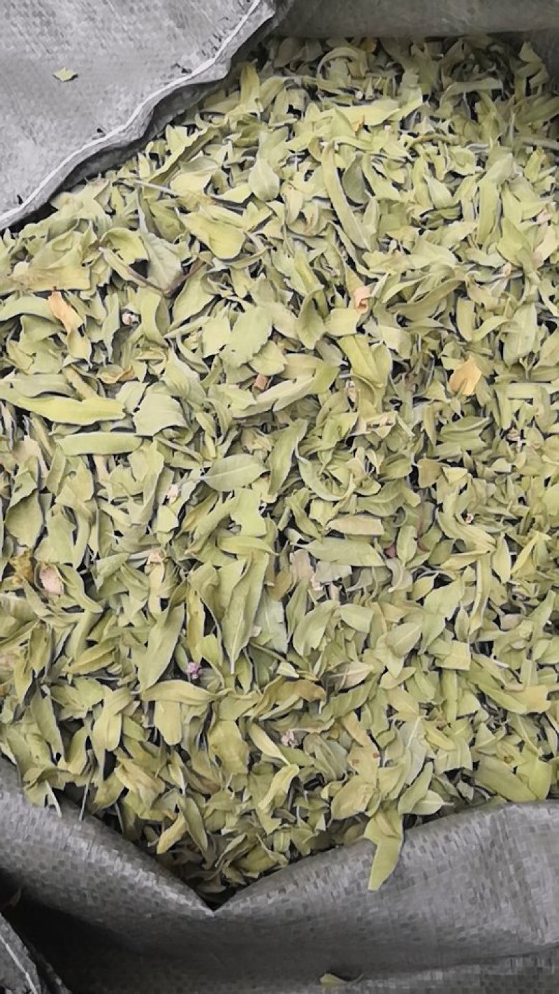 新货罗布麻叶罗布麻茶一斤包邮
