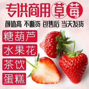 蒙特瑞四季草莓，现货供应，从采摘到包装再到客户手中24小