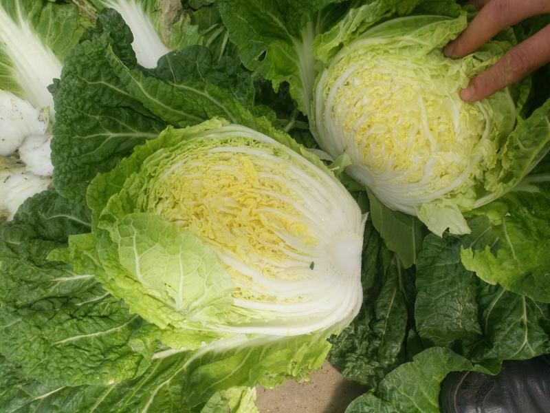 【推荐】黄心白菜无虫害质量保证欢迎咨询走货量大