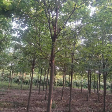 秋树梓树1---15公分