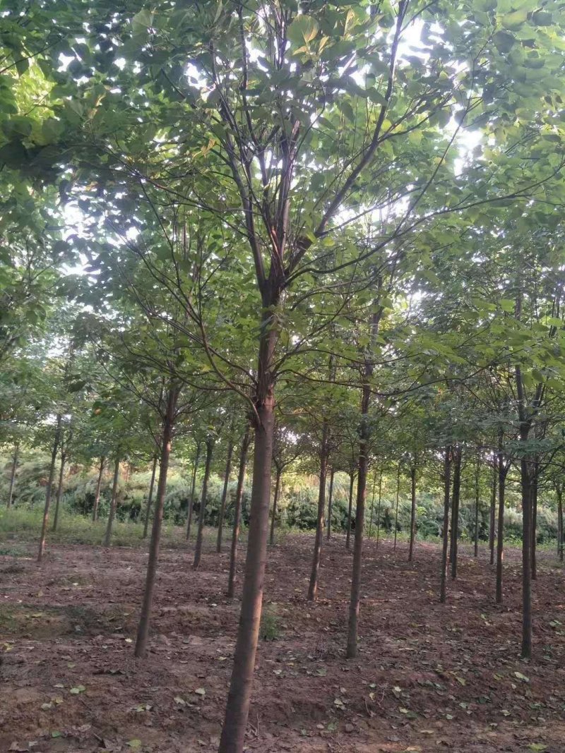 秋树梓树1---15公分