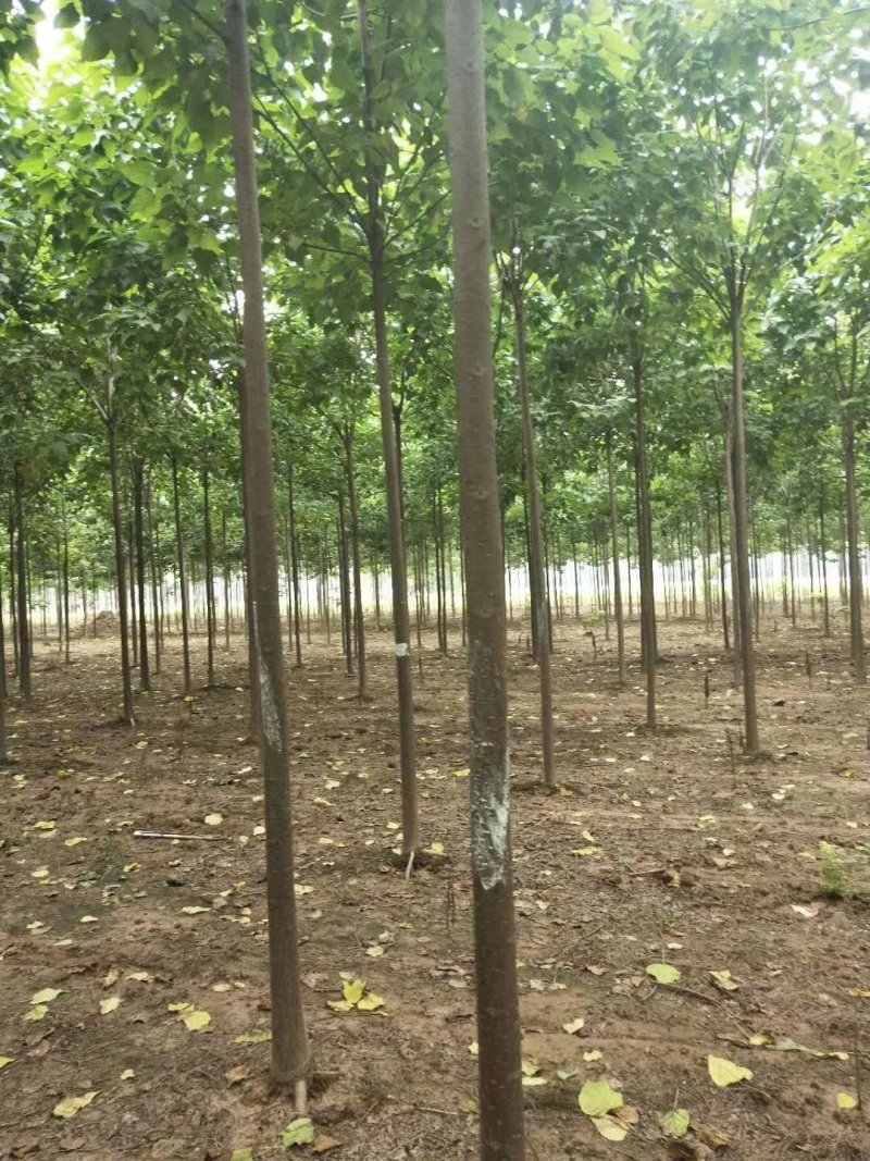 秋树梓树1---15公分