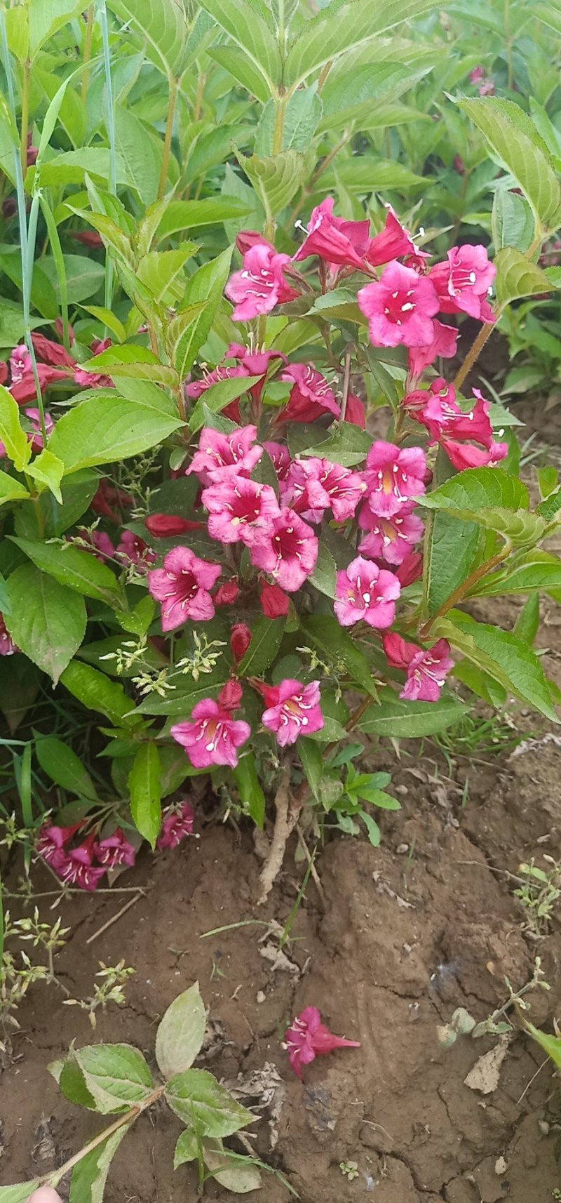 批发供应绿化苗木红王子锦带花庭院别墅工程绿化苗木规格齐价