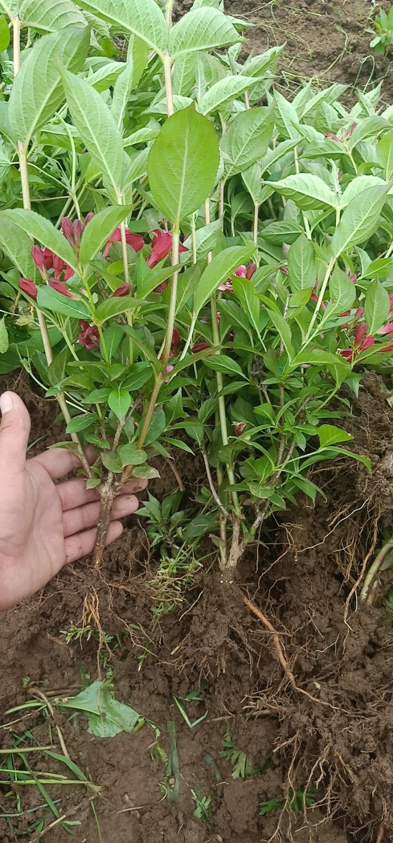 批发供应绿化苗木红王子锦带花庭院别墅工程绿化苗木规格齐价
