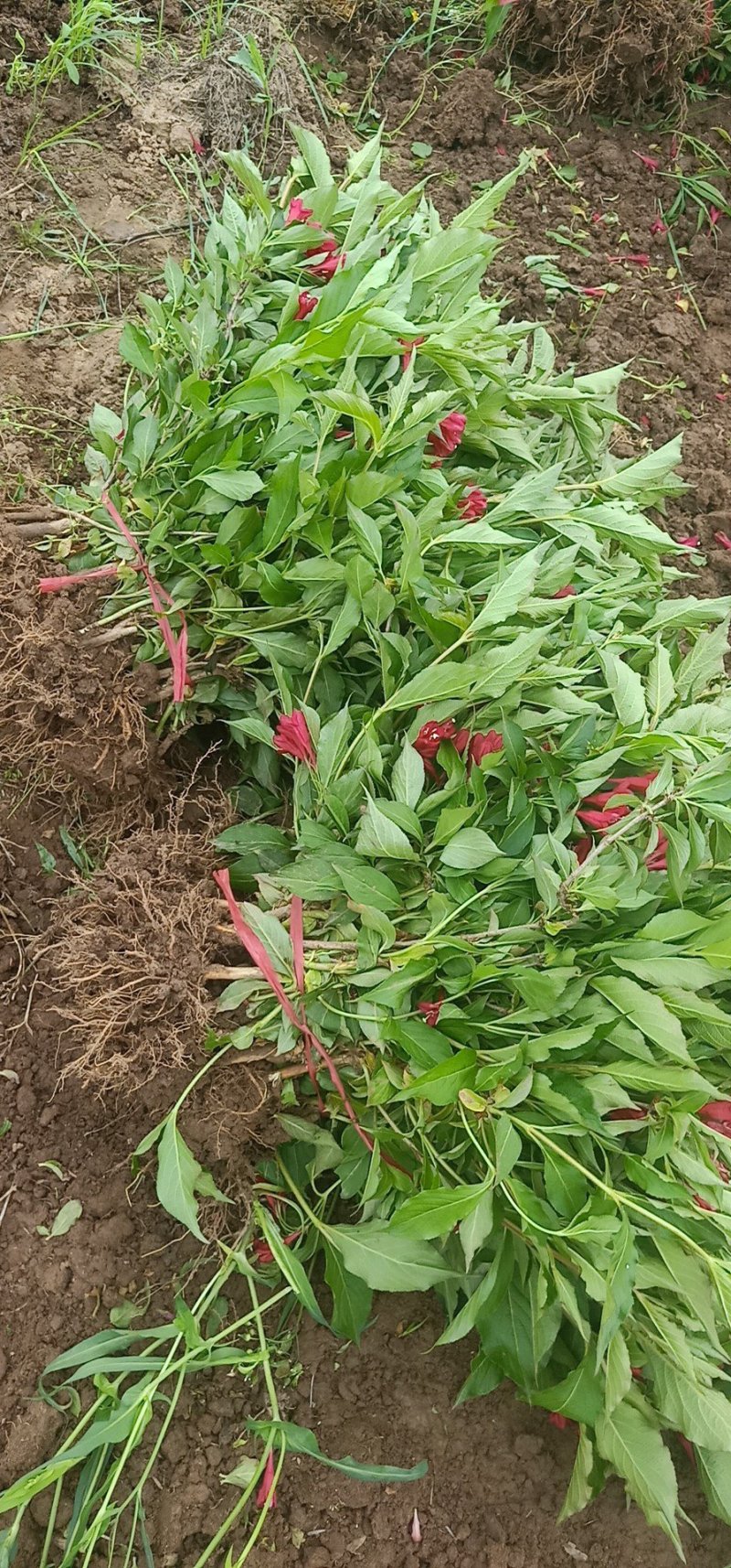 批发供应绿化苗木红王子锦带花庭院别墅工程绿化苗木规格齐价