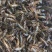 小龙虾2-4钱（10-20克）活虾小龙虾主养