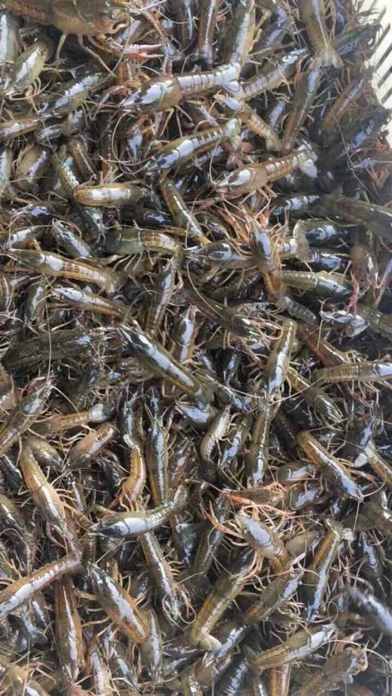 小龙虾2-4钱（10-20克）活虾小龙虾主养
