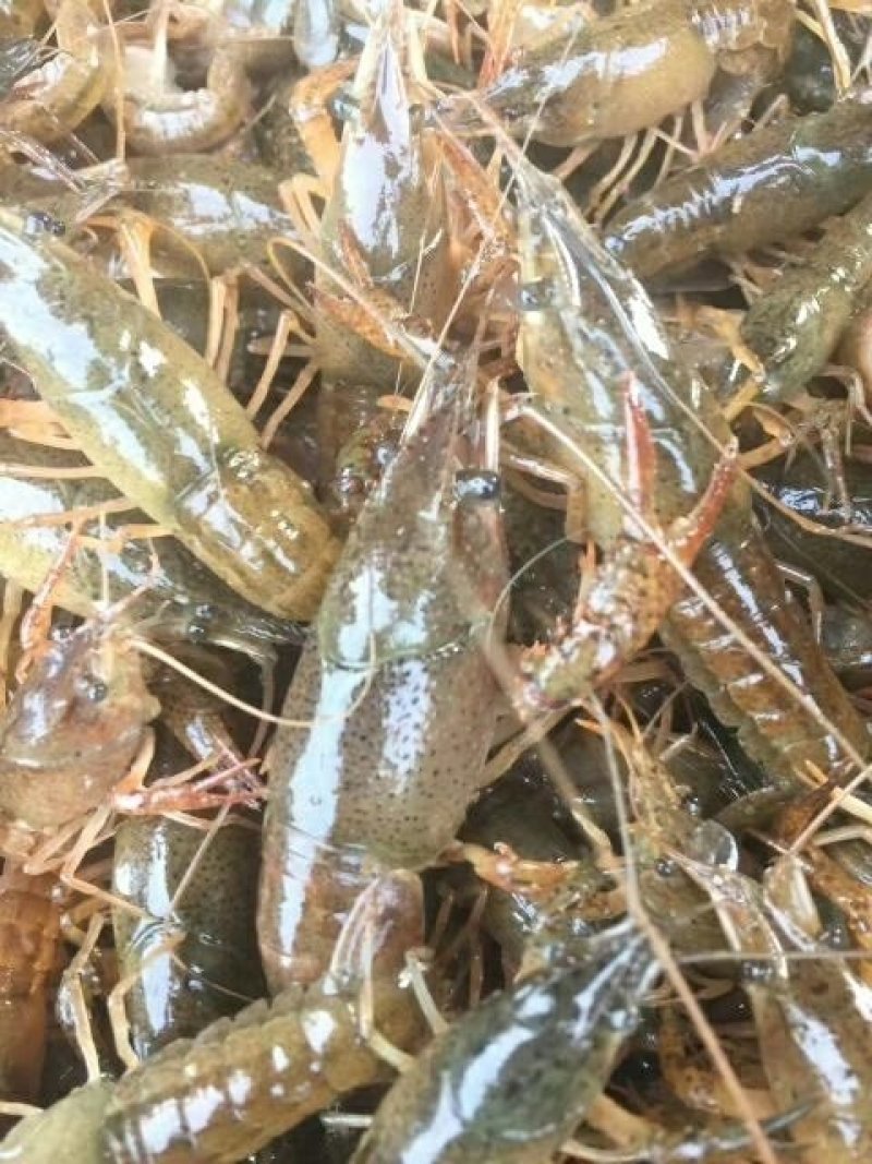 小龙虾2-4钱活虾小龙虾主养
