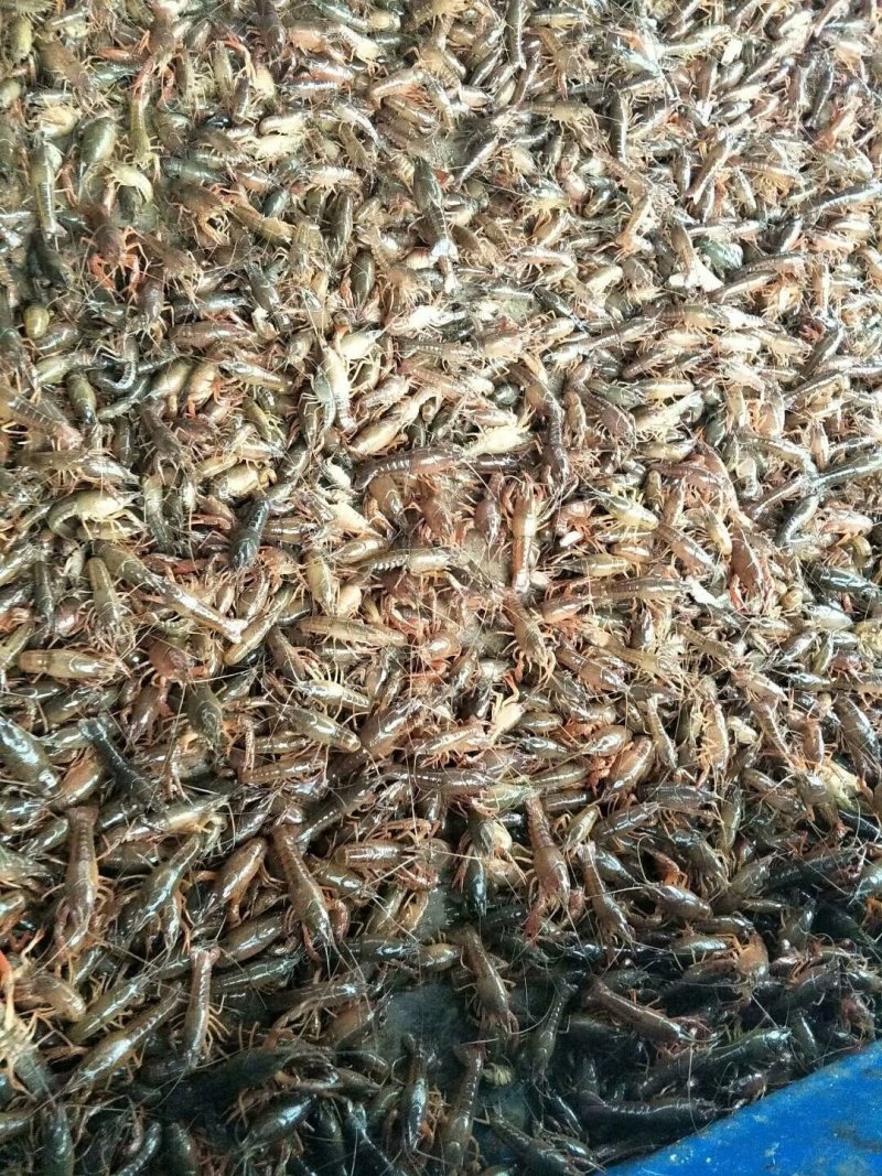 小龙虾苗