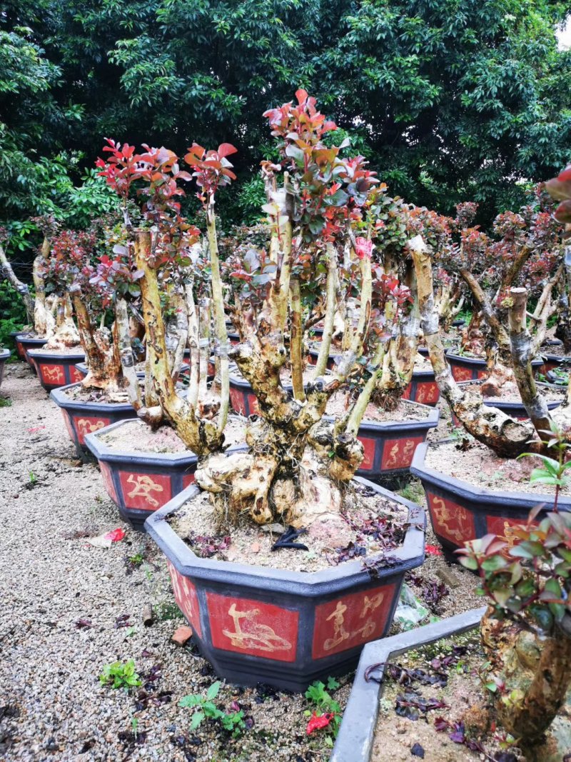 紫薇桩