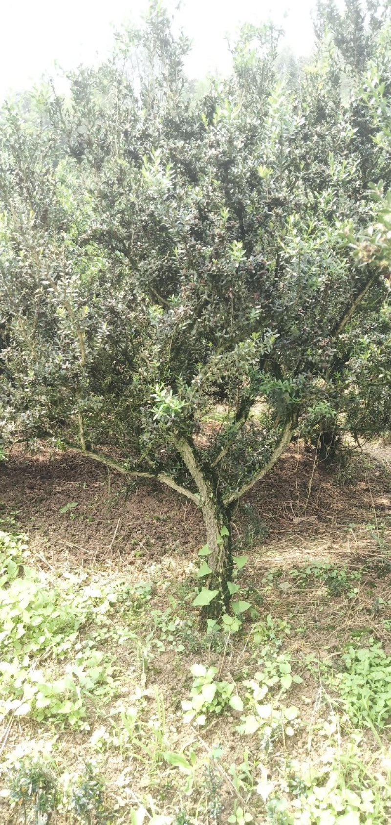 雀舌黄杨