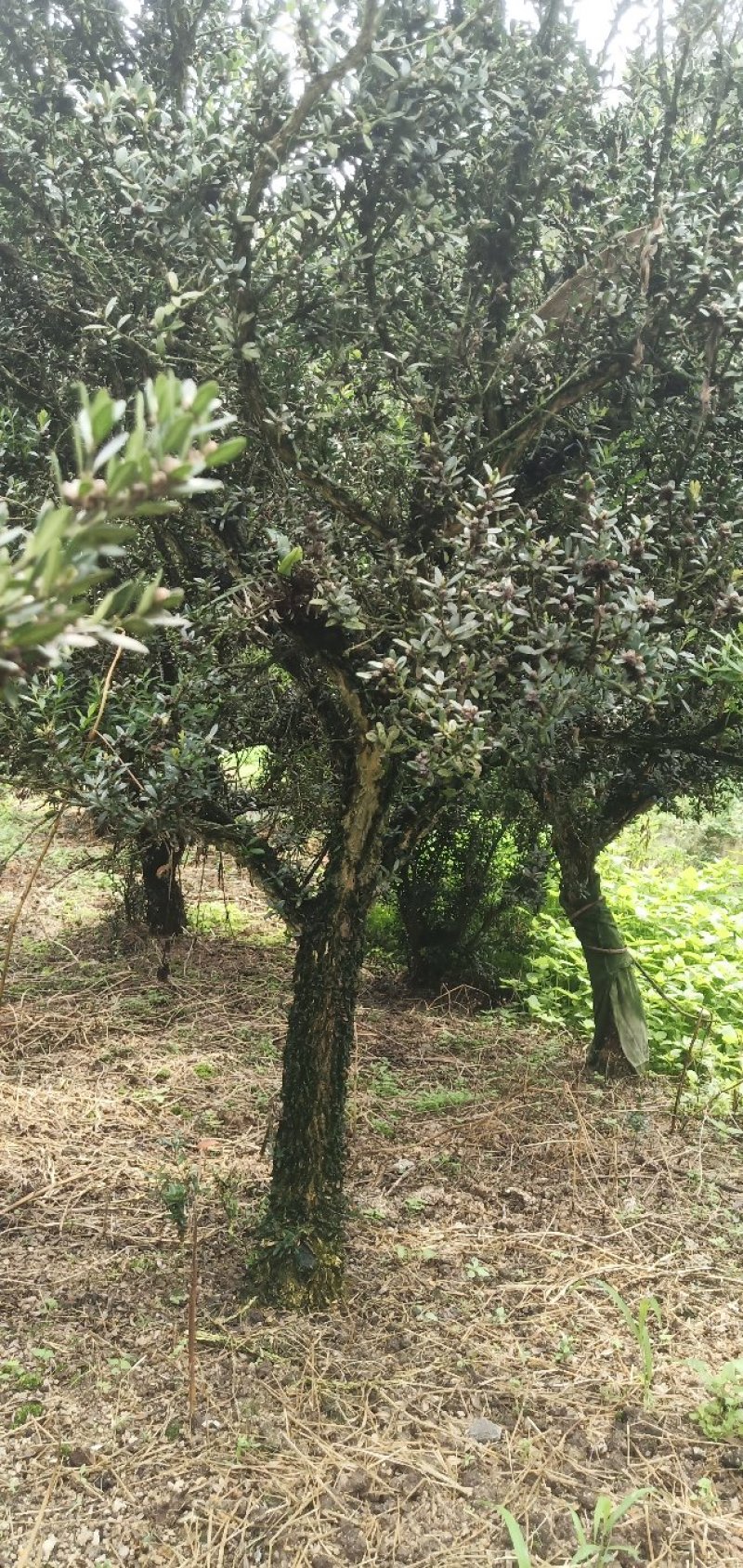 雀舌黄杨