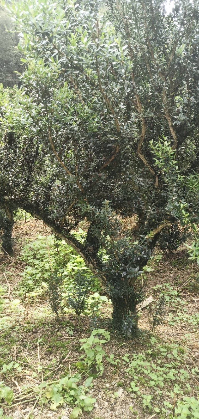 雀舌黄杨