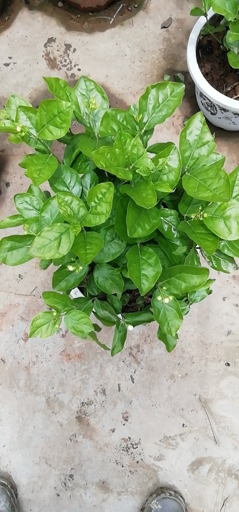 茉莉花
