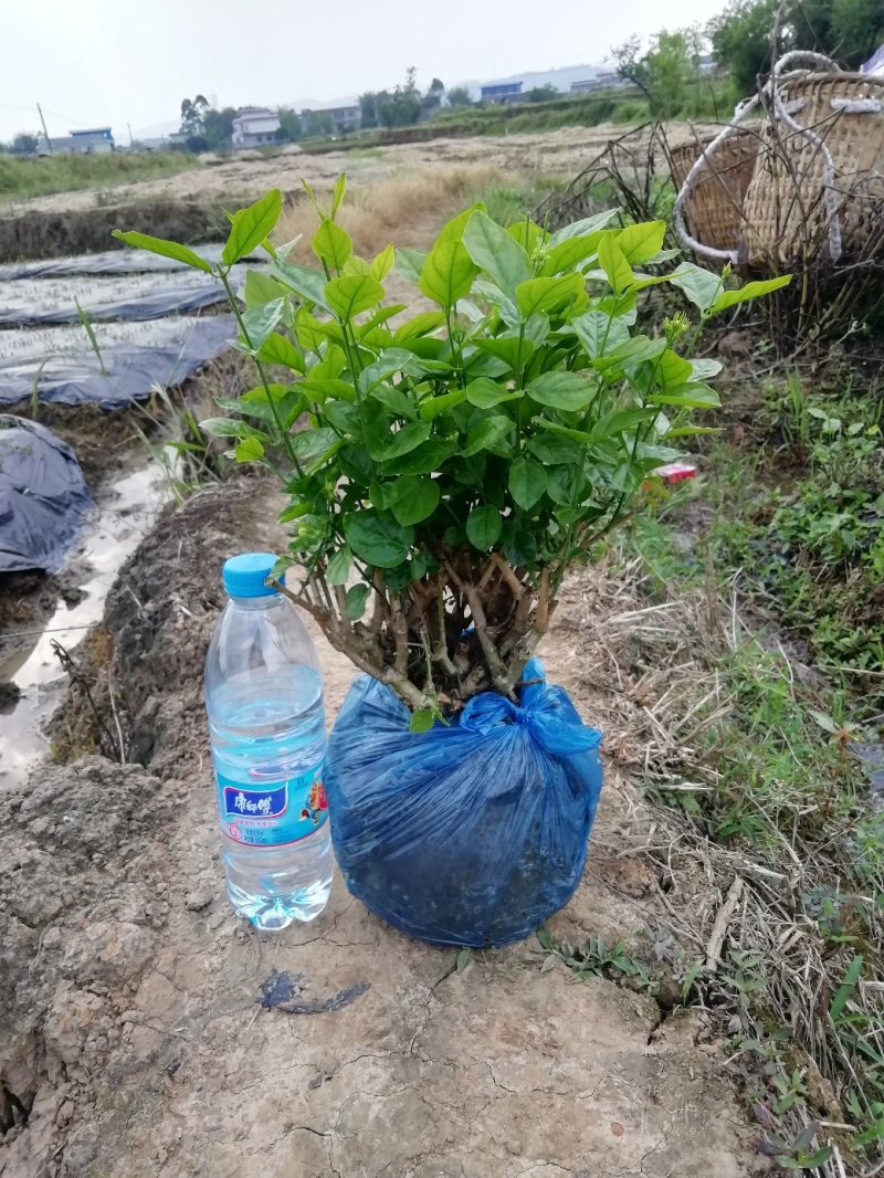 茉莉花