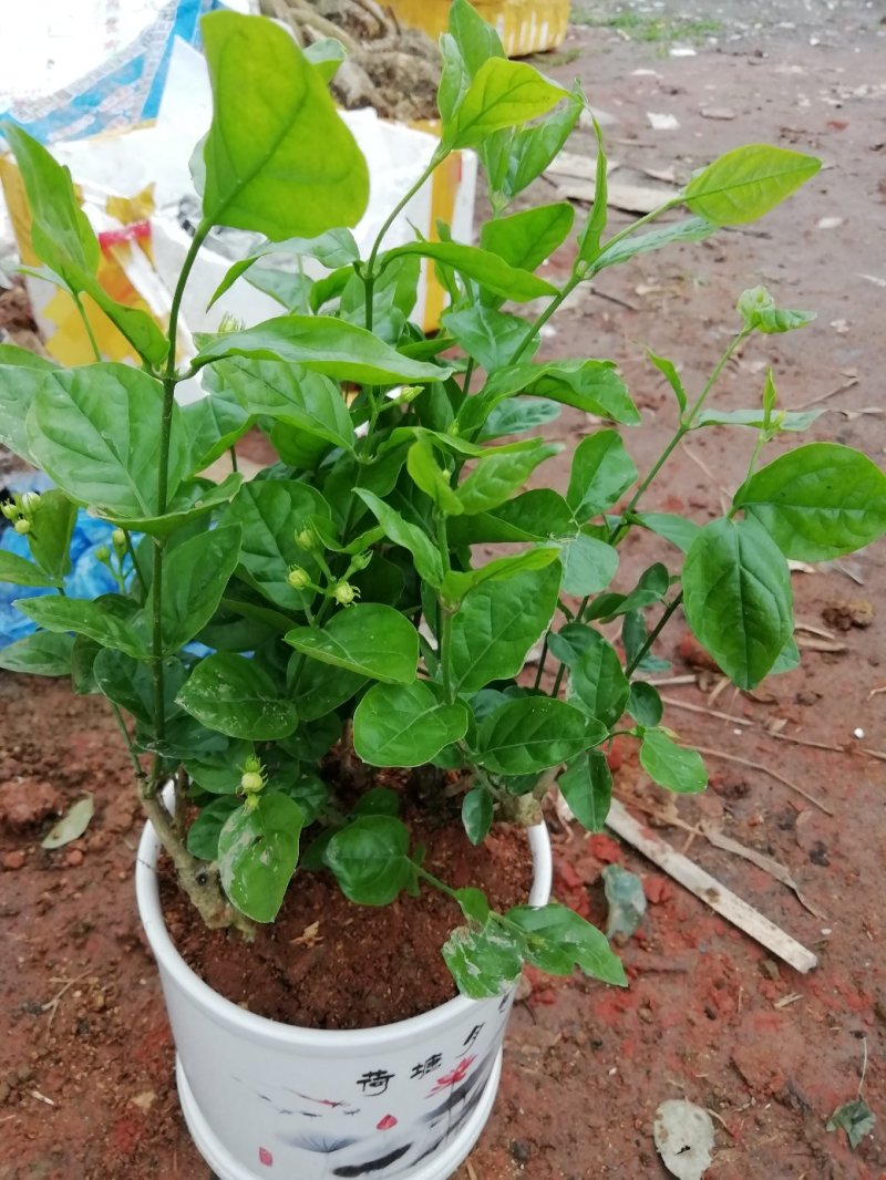 茉莉花