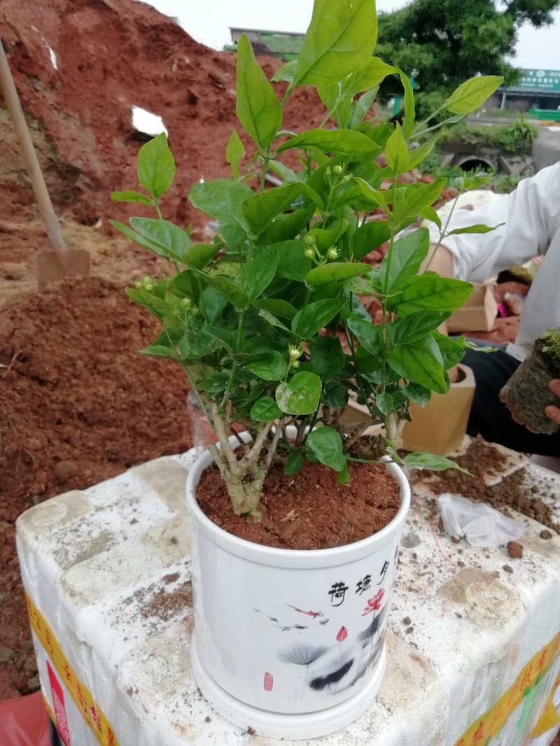 茉莉花