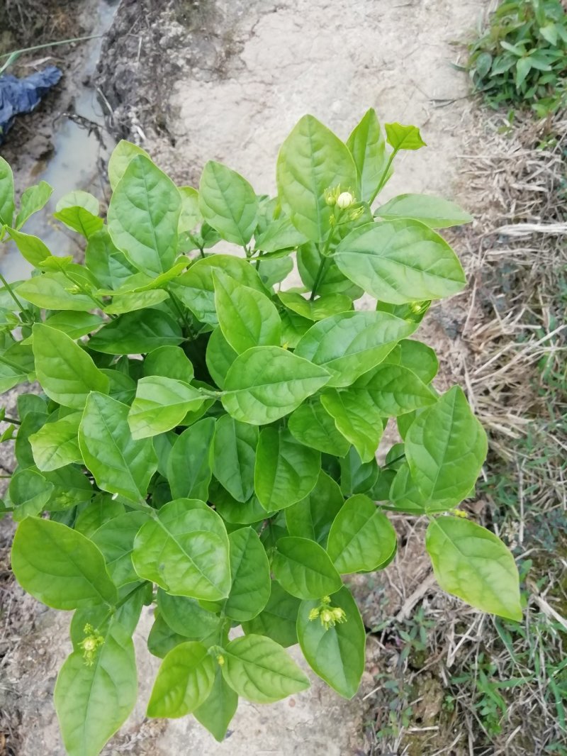 茉莉花
