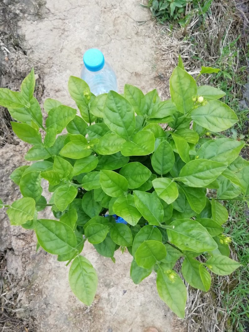茉莉花