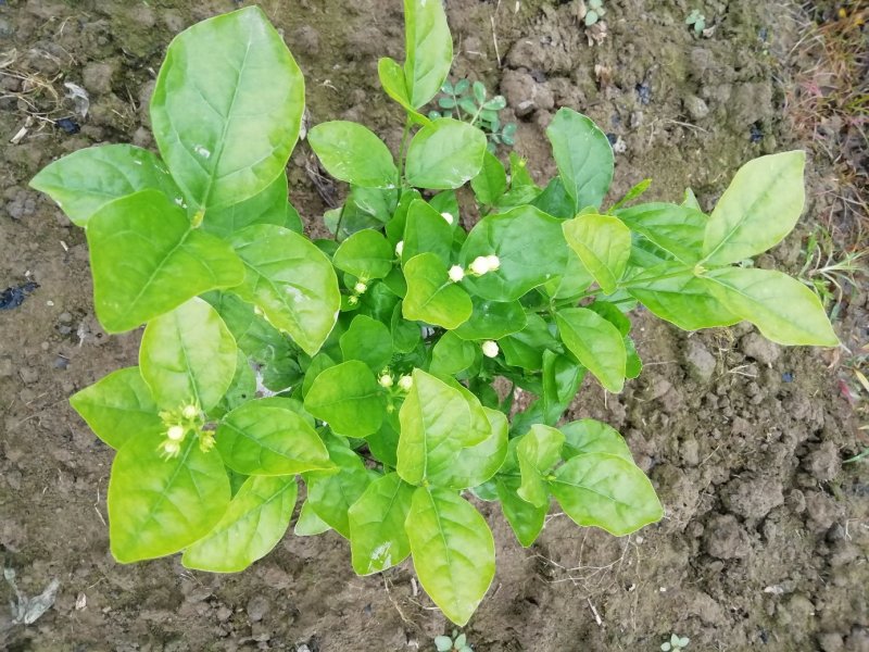 茉莉花