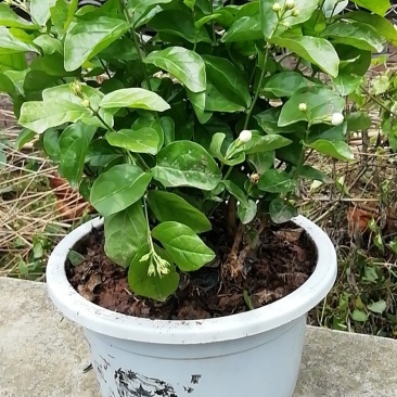 茉莉花