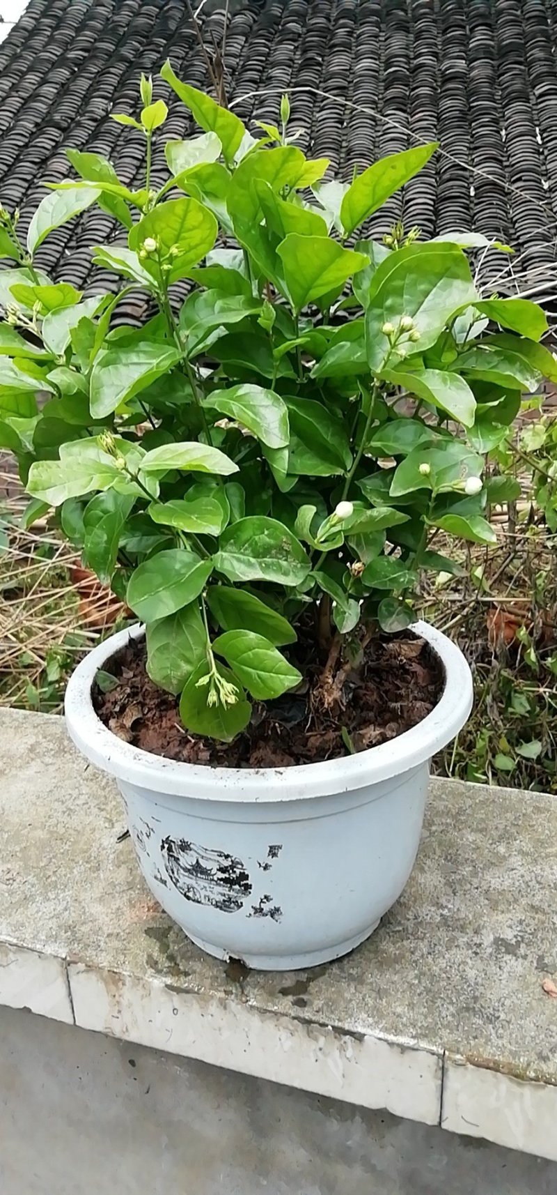茉莉花