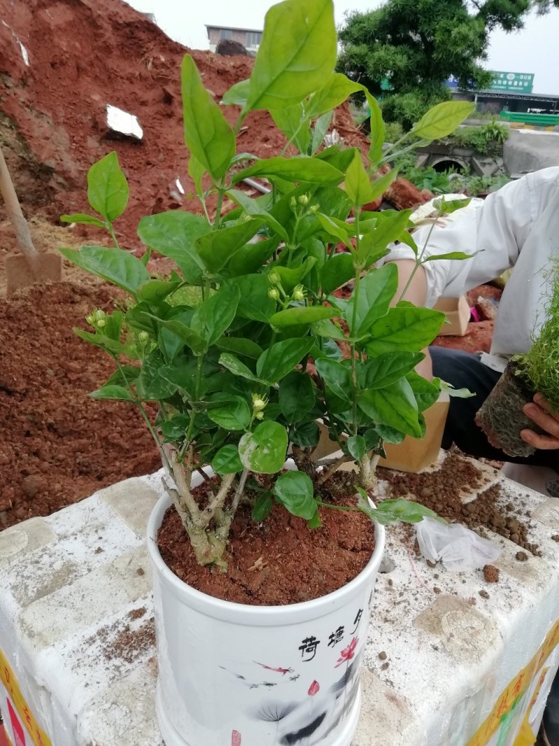 茉莉花