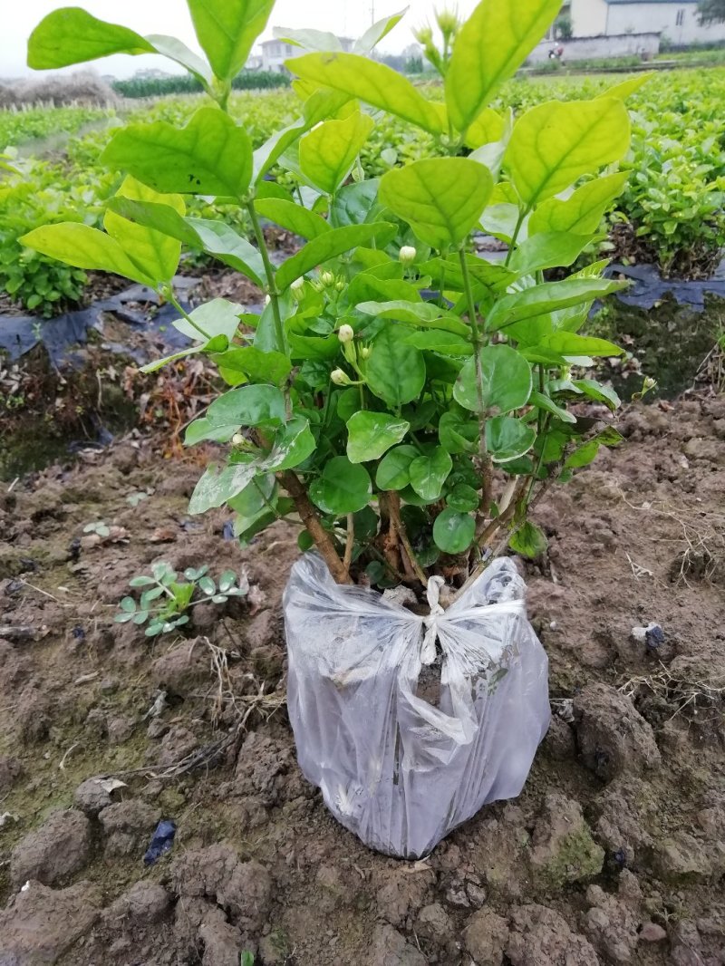 茉莉花