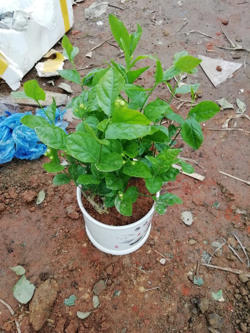 茉莉花