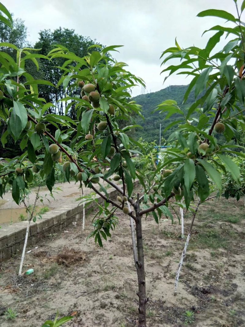 油桃4号，快成熟了，有要的联系