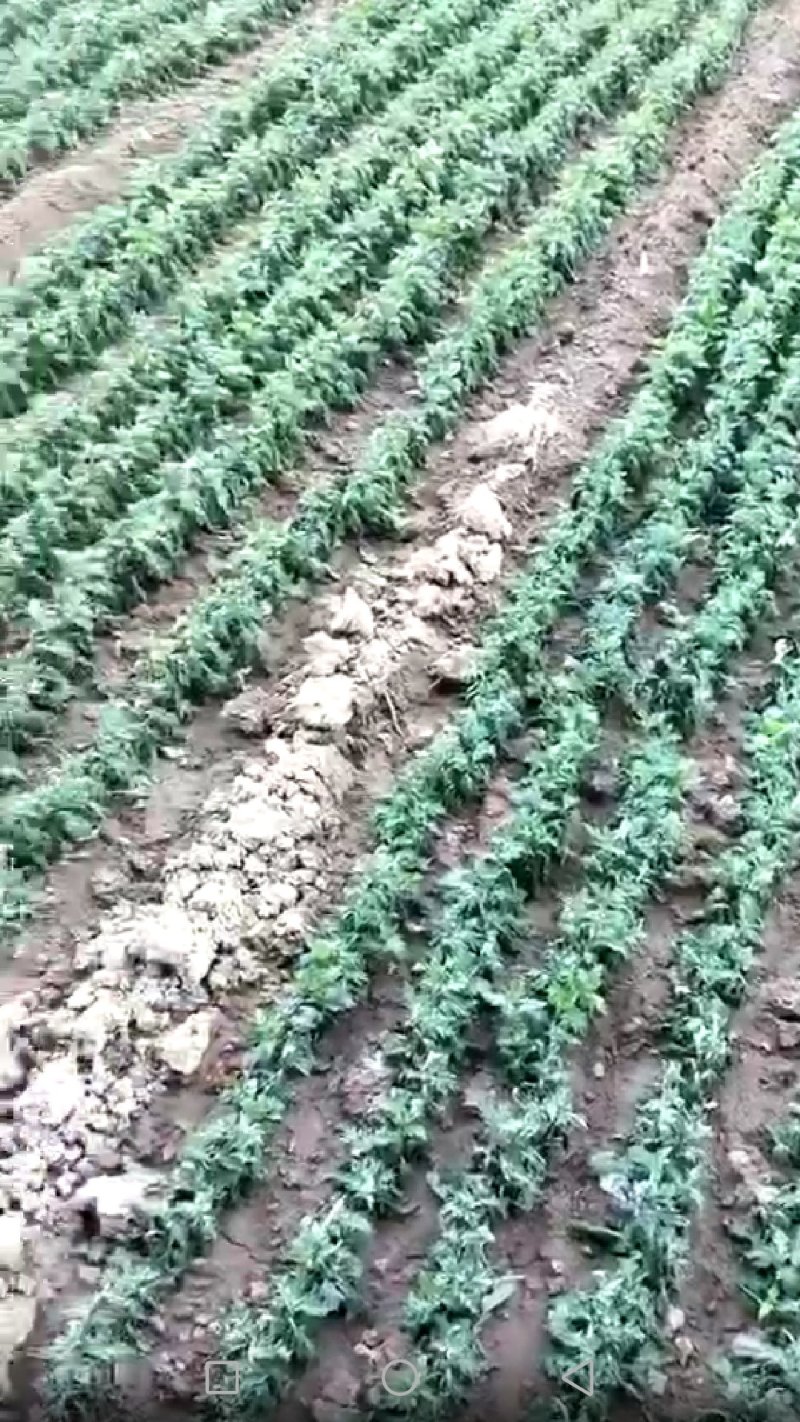 金丝皇菊扦插苗