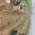 绥中荷兰豆0.2元大量供应中超低价格