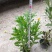 绿化植被
