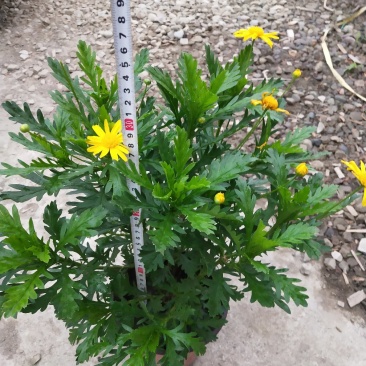 绿化植被