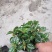 绿化植被