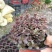 绿化植被