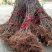 中花吴茱萸