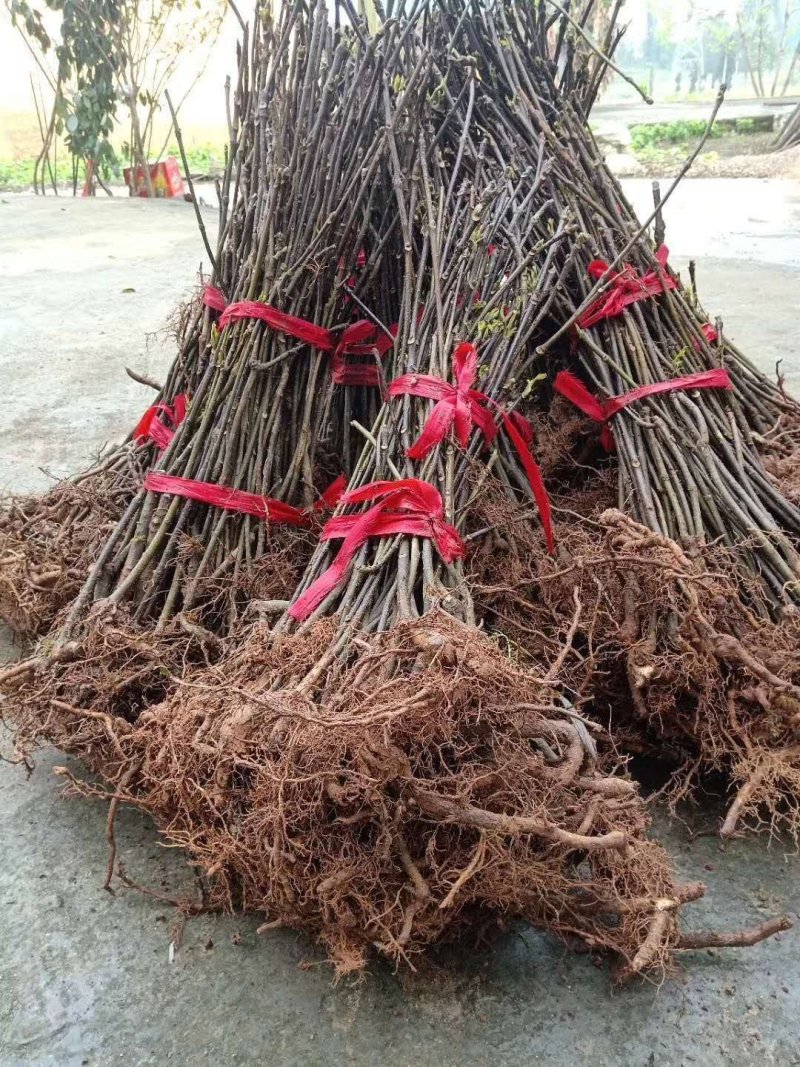 中花吴茱萸