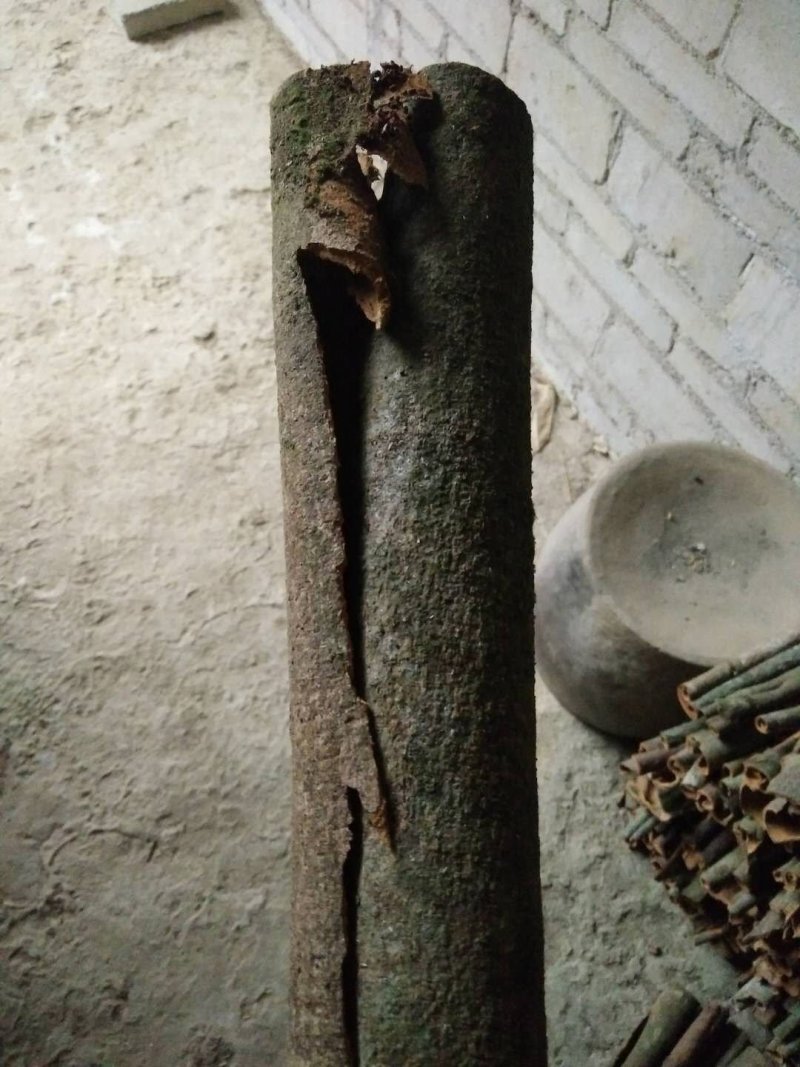 桂皮