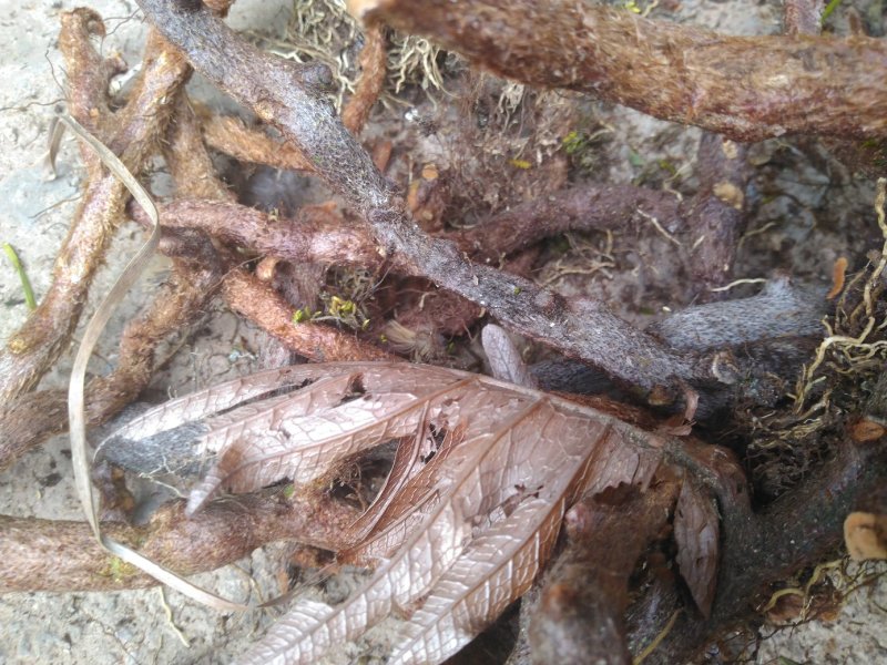 【精品】云南深山骨碎补，保质保量，不零售，量少匆扰