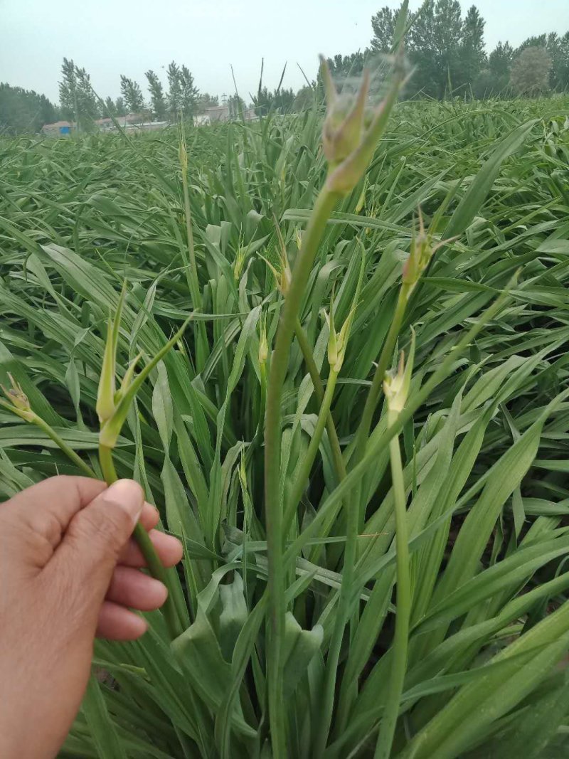 鲜黄花菜