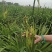 鲜黄花菜