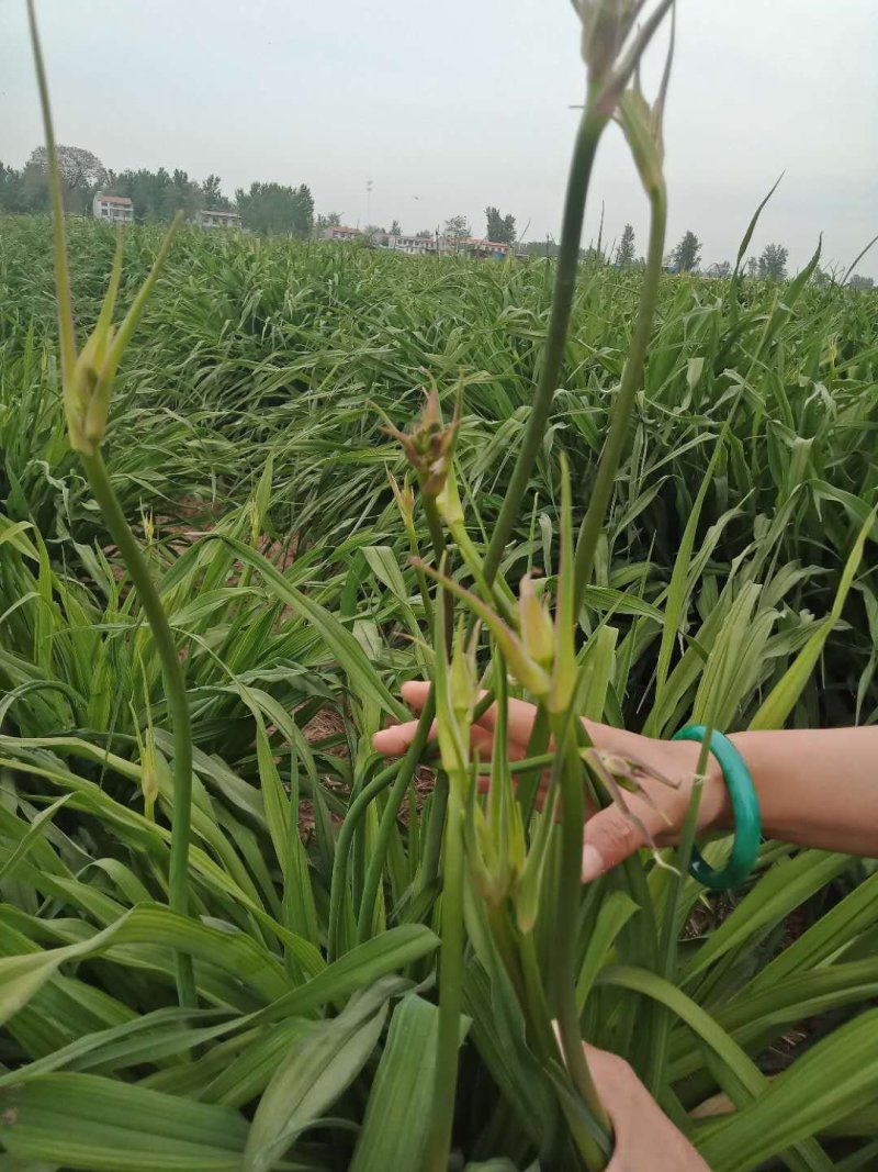 鲜黄花菜