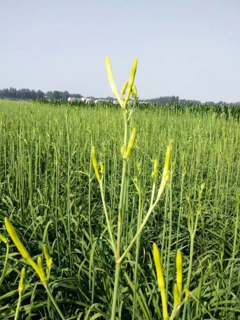 鲜黄花菜