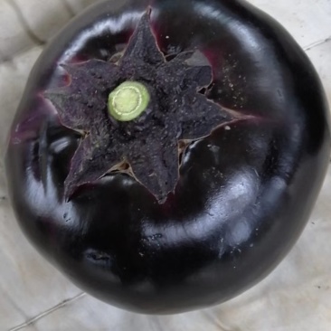 紫光圆茄，质优价廉，全天供货，随时欢迎你的到来！