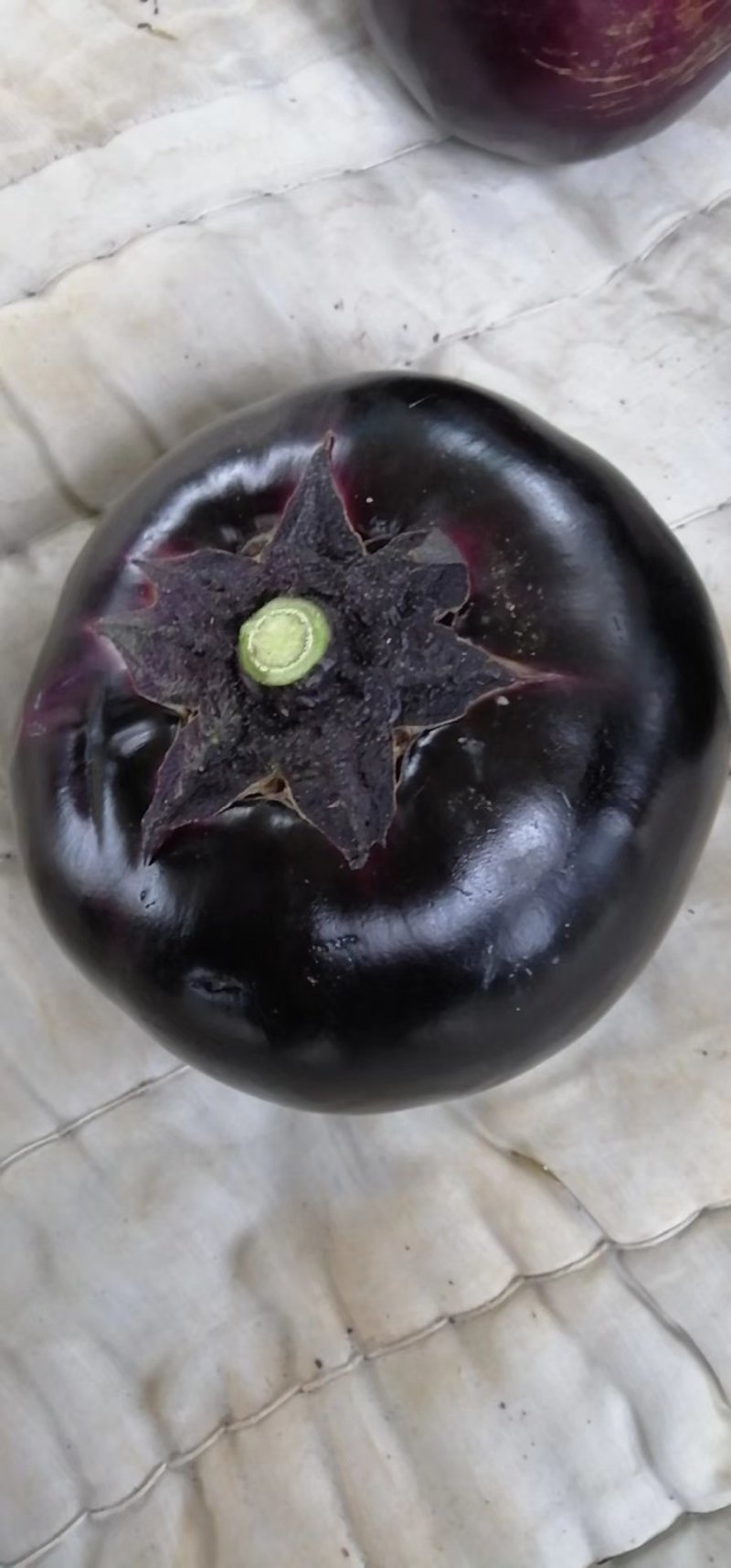 紫光圆茄，质优价廉，全天供货，随时欢迎你的到来！