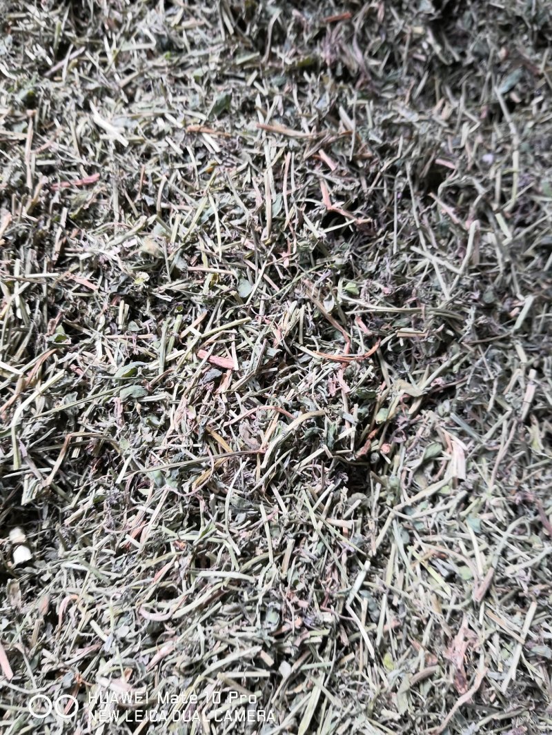 苦地丁干货散装产地直销量大从优欢迎选购