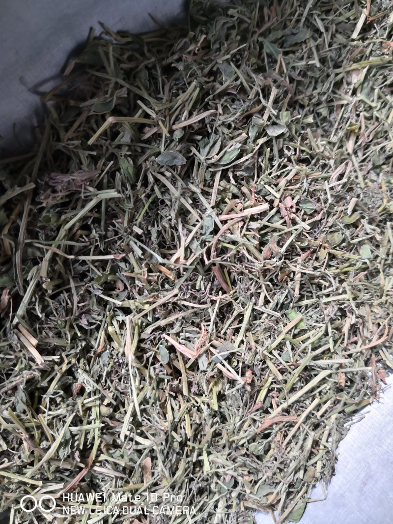 苦地丁干货散装产地直销量大从优欢迎选购