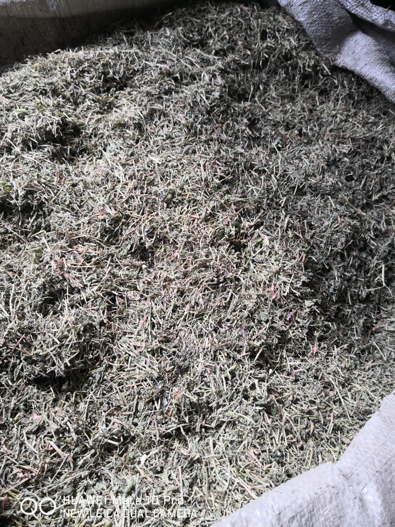 苦地丁干货散装产地直销量大从优欢迎选购